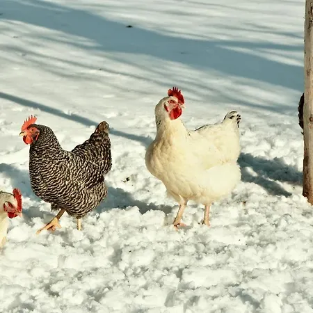 Apartment Wachinghof